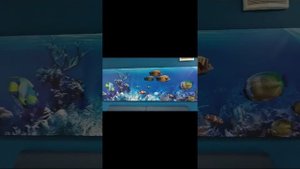 Выставка ракушек.#ракушки#лазаревское