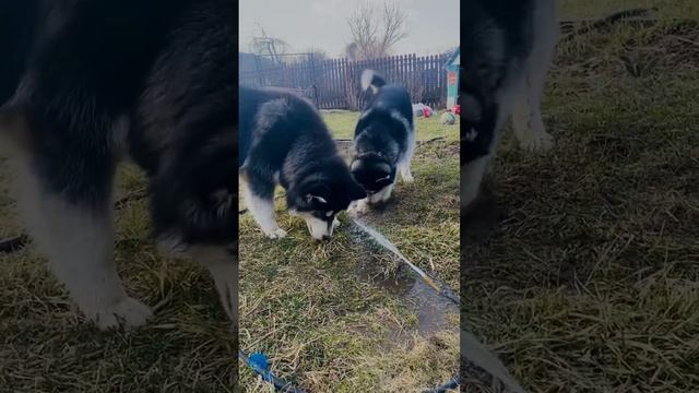 Хасята-поросята??? #жизньзакадром #husky #shortvideo