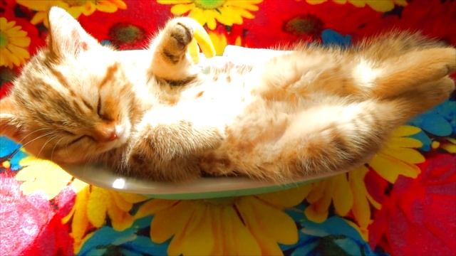 Котенок спит. Сладкий сон питомцев. смотреть онлайн