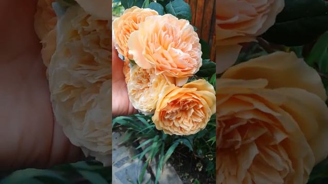 Rose Crown Princess Margareta