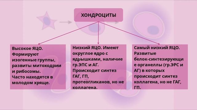 Плотная соединительная ткань. Хрящевая ткань.