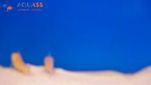 ?Aquass - Гиринохейлус золотой
