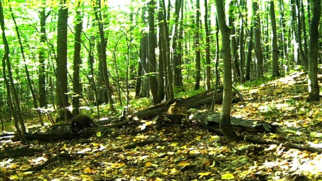 Куница и лисица в Большом бору смотреть онлайн