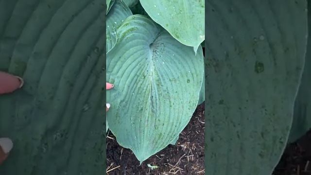 Хоста блю мамонт (hosta blue mammoth)