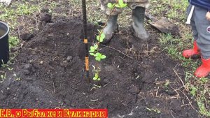Как посадить черноплодную рябину чтоб она прижилась.Сажаем черноплодную рябину простой способ.