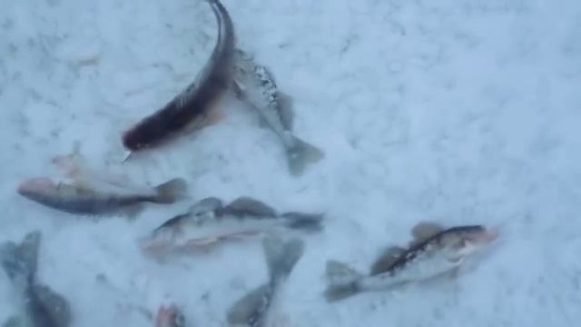 Судак на тюльку.Первый лед.Верхняя Волга.