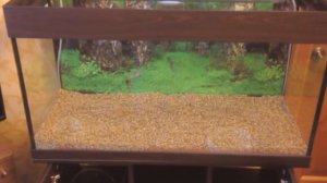 Запуск прямоугольного аквариума Аквас на 200 литров