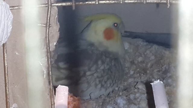 Кореллы гнездятся смотреть онлайн