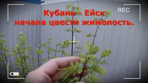 Кубань - Ейск. Начала цвести жимолость.