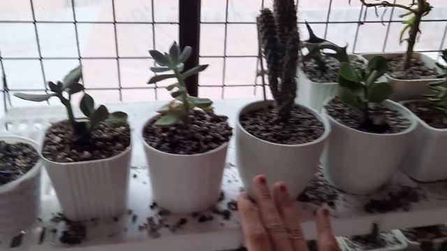 DIY GREENHOUSE UPDATE - MINI GARDEN TOUR! MGA HALAMAN NA MADALING ALAGAAN | Vlog#75 смотреть онлайн