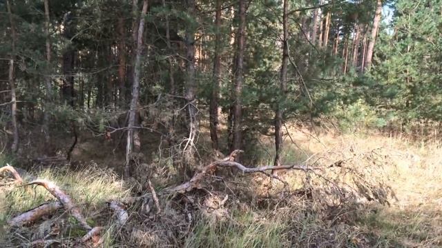 Finding Soldiers Belongings In The Berlin Forest