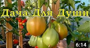 8 грубых ОШИБОК при выращивании ТОМАТОВ. Как все исправить???