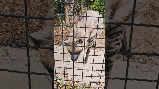 Так вот ты какая,собака сутулая