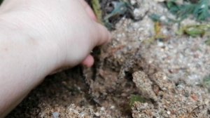 туевик долотовидный - укоренение черенков 10.04.2022