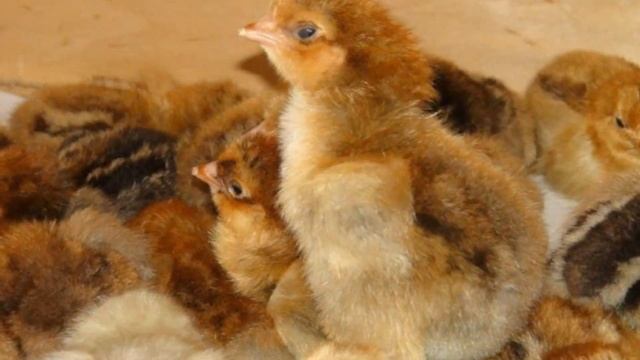 Разведение кур Кучинской породы как бизнес идея | Кучинские куры смотреть онлайн