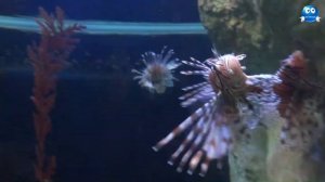 Прекрасная Крылатка, крылатка-зебра, Lionfish-Zebra, полосатая крылатка, скорпена океанариум Тайлан