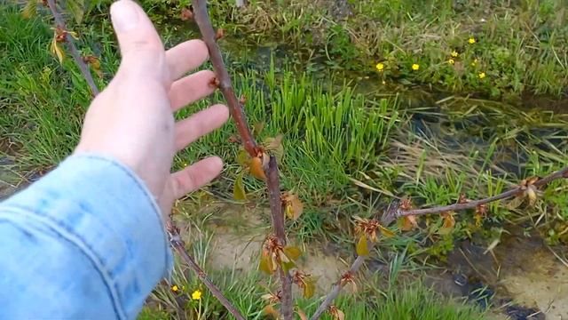 испытание дождём) дачный участок Подмосковья смотреть онлайн