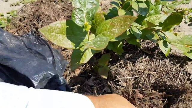 Голубика жару без этого не переживет. смотреть онлайн