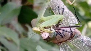 звериный репортер(1)