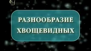 мхи,плауны,хвощи,папоротники