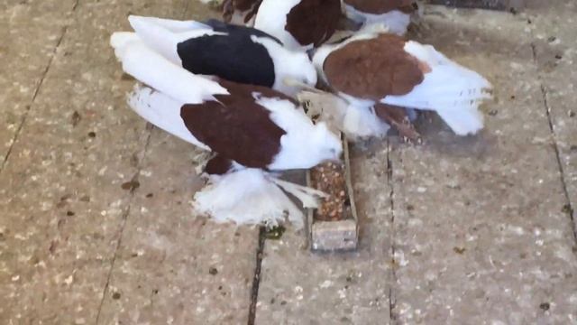 Домашние голуби . смотреть онлайн