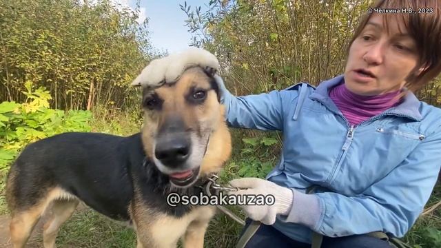 Найда, метис овчарки ищет своих хозяев! Приют «Щербинка». Проект Собака Юзао смотреть онлайн