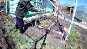 Как подвязать виноград весной. Формировка куста винограда на шпалере