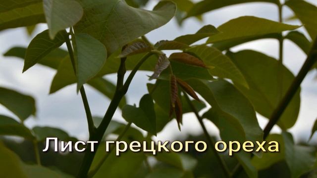 ТРАВЫ ПРИ ПОВЫШЕННОЙ ЧУВСТВИТЕЛЬНОСТИ. смотреть онлайн