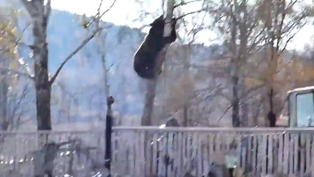 Это шедевр, вся Россия в одном видео полное равнодушие к происходящему Медведь лезет за мужиком смотреть онлайн