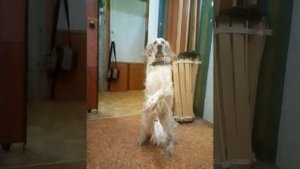 Английский сеттер