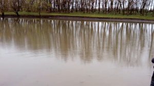 Дайва Татула СТ с мелкими вертушками
