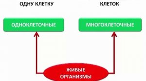 Строение клетки. Ткани | Биология 5 класс #5 | Инфоурок