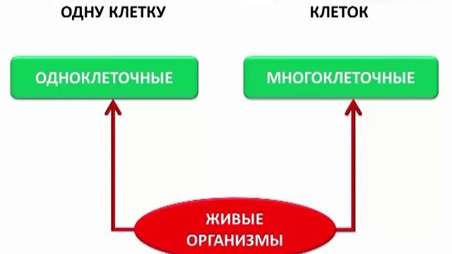 Структура видеоурока