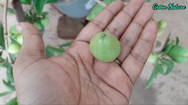Grow thousands of water apple in a single tree // हजारों जामरुल एक पौधे में ऐसे ग्रो करे। смотреть онлайн