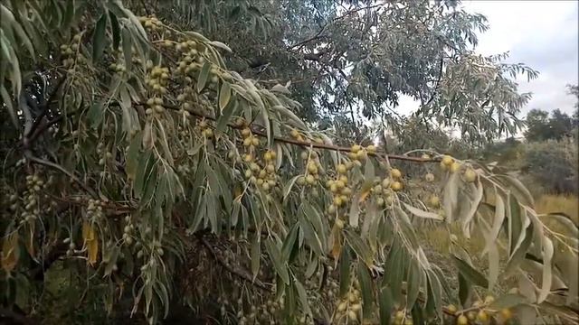 Челябинск, Плодушка, будущий парк по состоянию на 10 09 2018 г смотреть онлайн