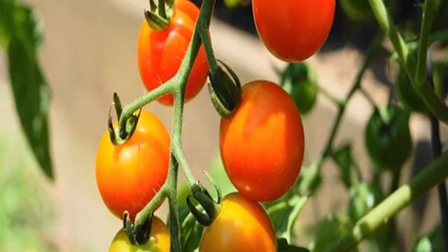 Томат или помидор ампельный — сорта, описание и характеристики смотреть онлайн