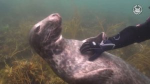 Seals Are Actually Ocean Puppies | Funny Seal Video Compilation