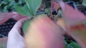 ХЕППИЛ. Крупноплодный, поздний сорт клубники. Осенний обзор.