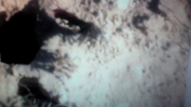 Самые опасные насикомые смотреть онлайн