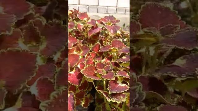 Колеус - яркое цветение. смотреть онлайн