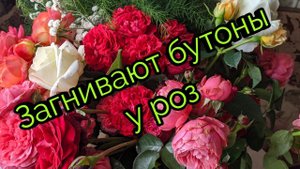 Загнивают бутоны у роз . Пять сортов в моëм саду.