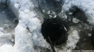 Как насадить ,одеть Живца на крючок,тройник,двойник на жерлицу