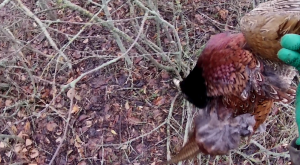 ОХОТА НА ЗАЙЦА И ФАЗАНА