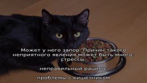 Возможные причины почему кот перестал ходить в лоток