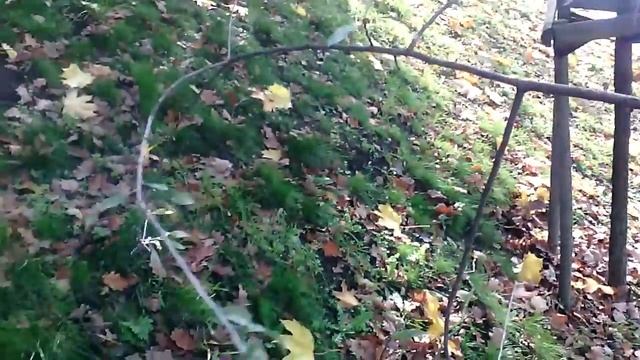 ГРУША ИВОЛИСТНАЯ PYRUS SALICIFOLIA смотреть онлайн