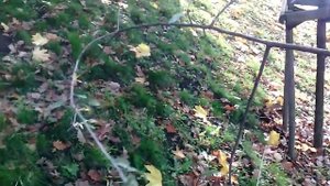 ГРУША ИВОЛИСТНАЯ PYRUS SALICIFOLIA