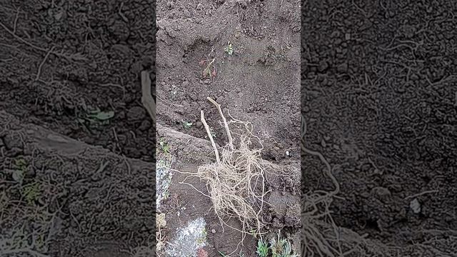 Сохранение саженцев до весны в прикопе