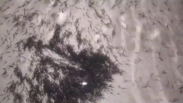 Роение личинки осетра смотреть онлайн