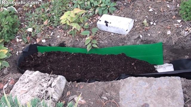 Посадка вересковых растений шаг за шагом.