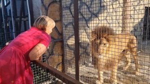 ❤️Лев Витя!Радость новой встречи! #lions #animals #левВитя